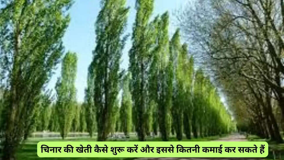 चिनार की खेती कैसे शुरू करें और इससे कितनी कमाई कर सकते हैं