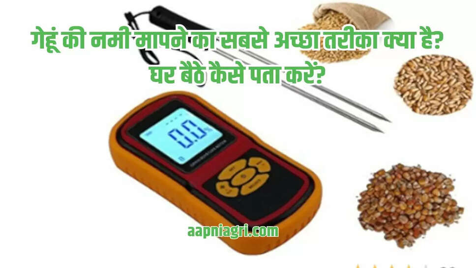  गेहूं की नमी मापने का सबसे अच्छा तरीका क्या है? घर बैठे कैसे पता करें?