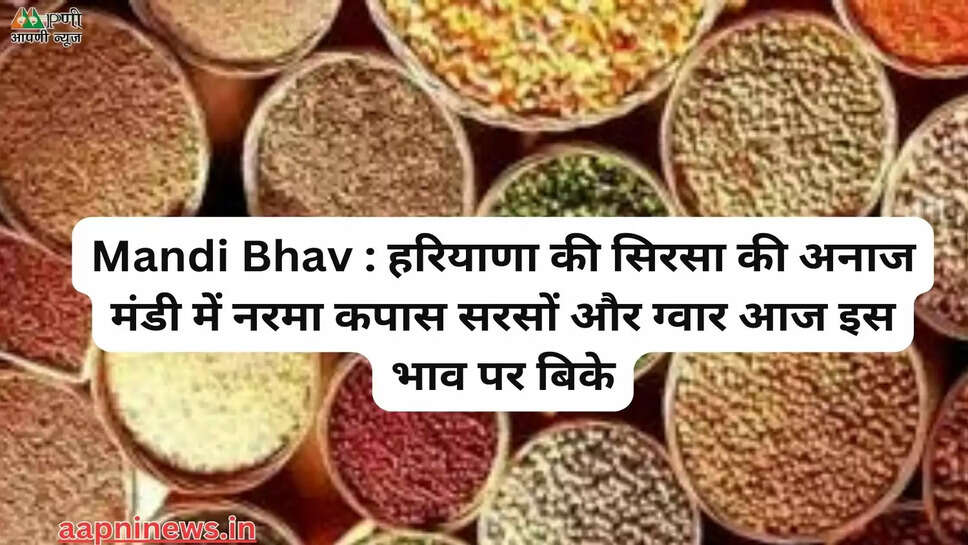 Mandi Bhav : हरियाणा की सिरसा की अनाज मंडी में नरमा कपास सरसों और ग्वार आज इस भाव पर बिके