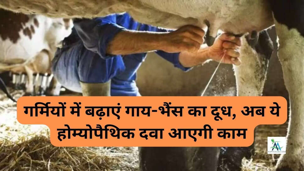 गर्मियों में बढ़ाएं गाय-भैंस का दूध, अब ये होम्योपैथिक दवा आएगी काम