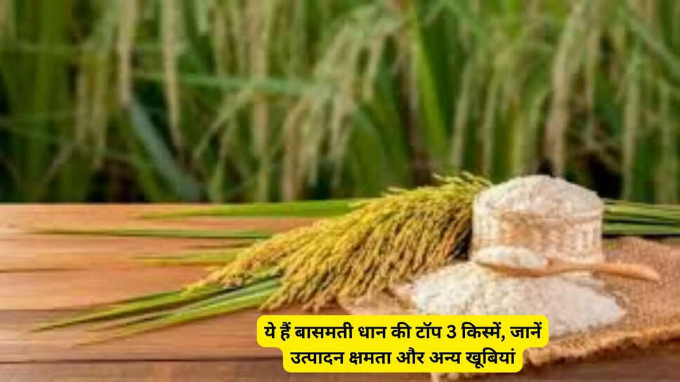 ये हैं बासमती धान की टॉप 3 किस्में, जानें उत्पादन क्षमता और अन्य खूबियां