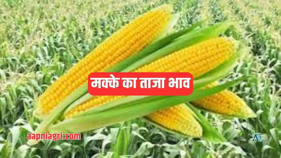 Maize Mandi Bhav Aapni Agri