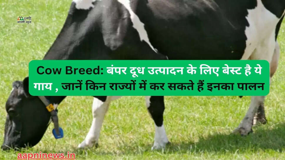 Cow Breed: बंपर दूध उत्पादन के लिए बेस्ट है ये गाय , जानें किन राज्यों में कर सकते हैं इनका पालन
