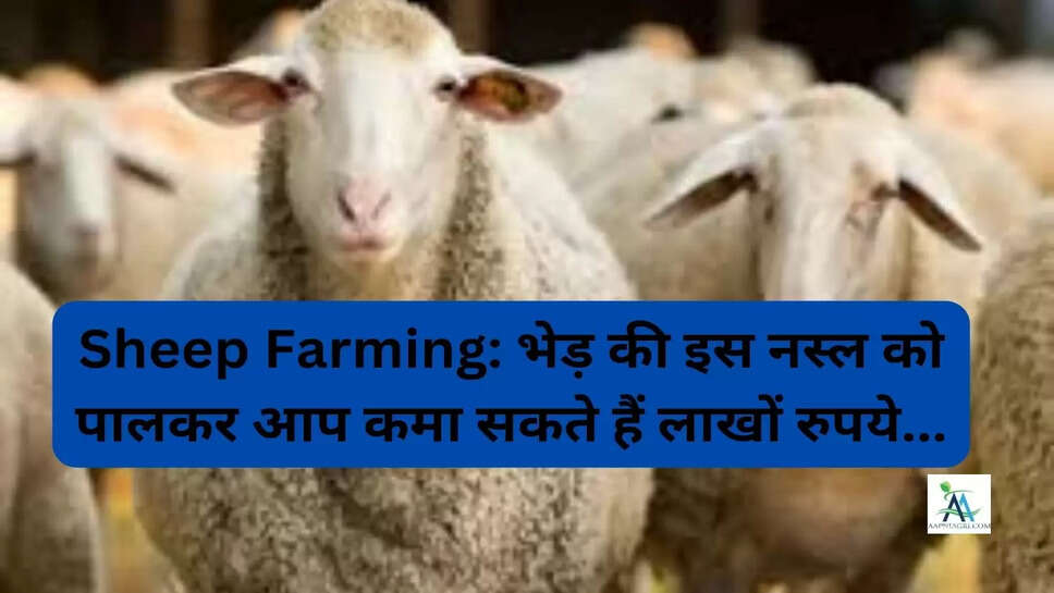 Sheep Farming: भेड़ की इस नस्ल को पालकर आप कमा सकते हैं लाखों रुपये...