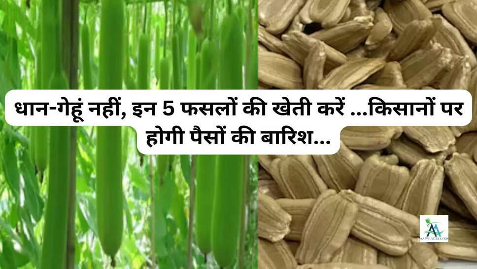 धान-गेहूं नहीं, इन 5 फसलों की खेती करें ...किसानों पर होगी पैसों की बारिश...