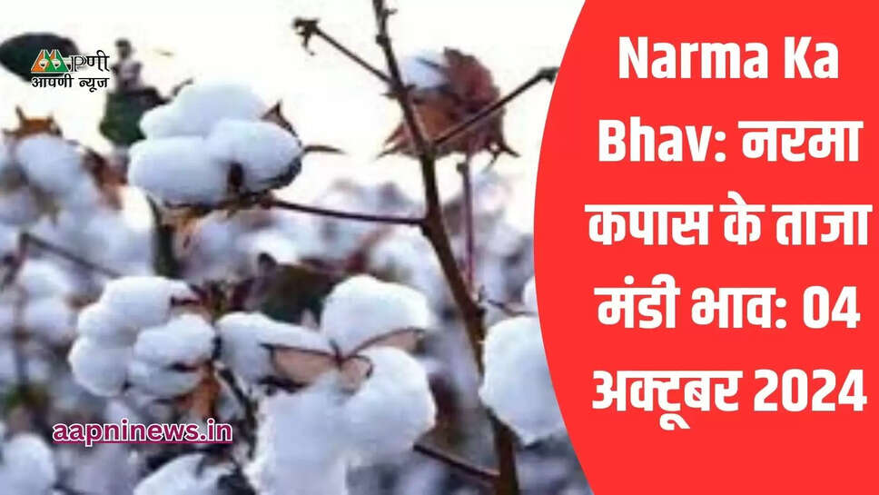 Narma Ka Bhav: नरमा कपास के ताजा मंडी भाव: 04 अक्टूबर 2024