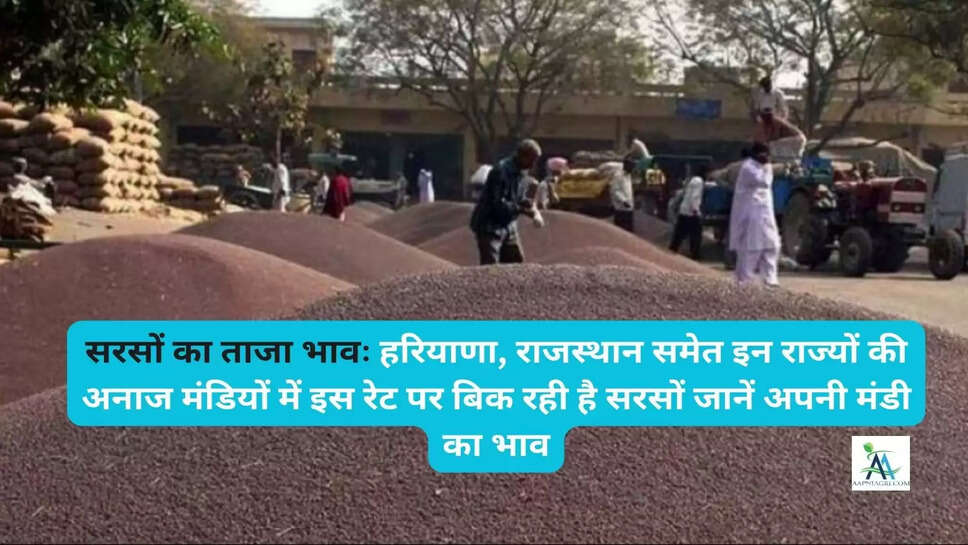 सरसों का ताजा भावः हरियाणा, राजस्थान समेत इन राज्यों की अनाज मंडियों में इस रेट पर बिक रही है सरसों जानें अपनी मंडी का भाव