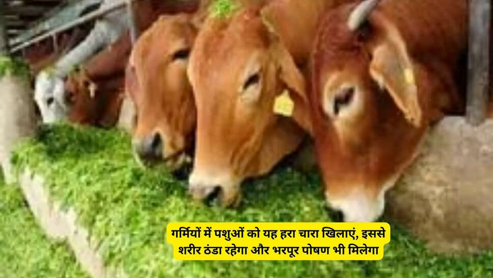 गर्मियों में पशुओं को यह हरा चारा खिलाएं, इससे शरीर ठंडा रहेगा और भरपूर पोषण भी मिलेगा