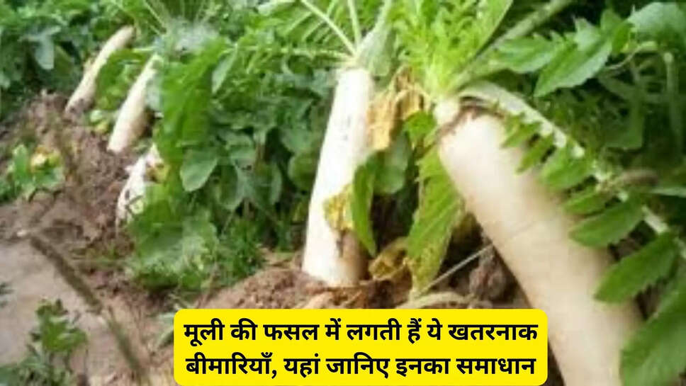 मूली की फसल में लगती हैं ये खतरनाक बीमारियाँ, यहां जानिए इनका समाधान