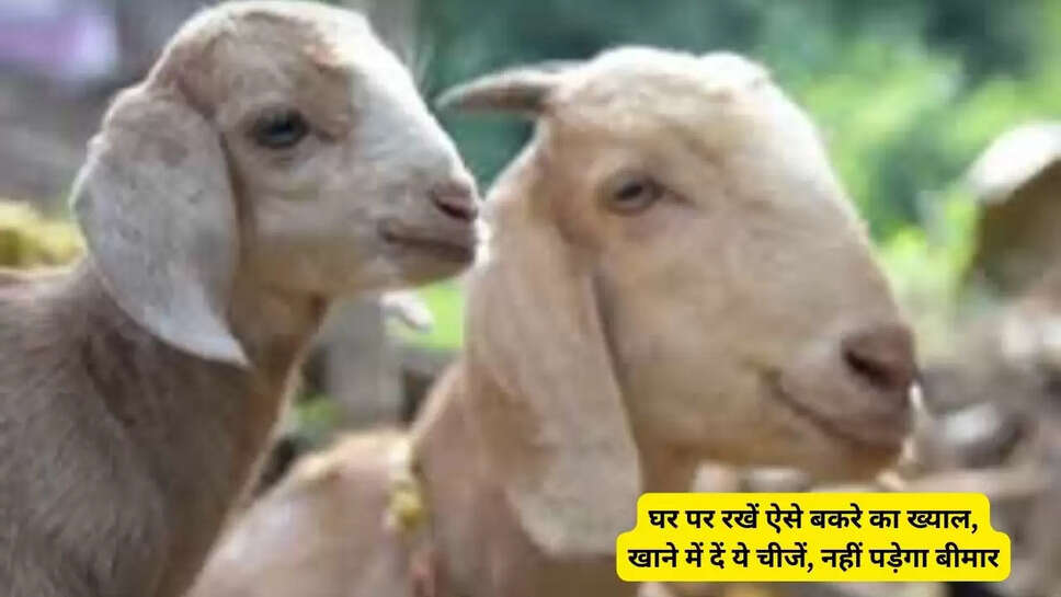 घर पर रखें ऐसे बकरे का ख्याल, खाने में दें ये चीजें, नहीं पड़ेगा बीमार