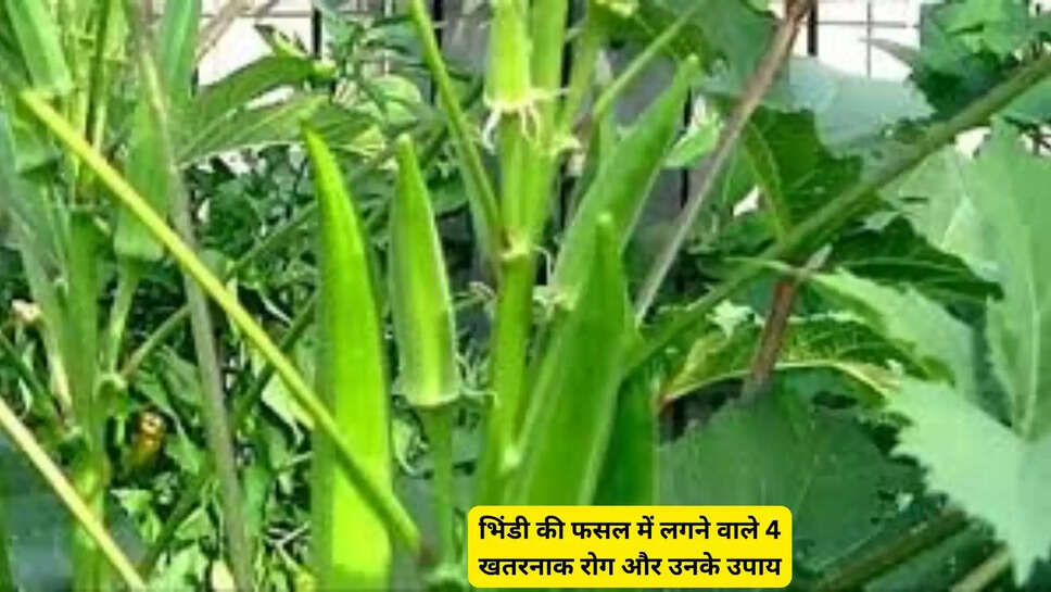 भिंडी की फसल में लगने वाले 4 खतरनाक रोग और उनके उपाय