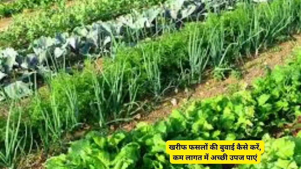 खरीफ फसलों की बुवाई कैसे करें, कम लागत में अच्छी उपज पाएं