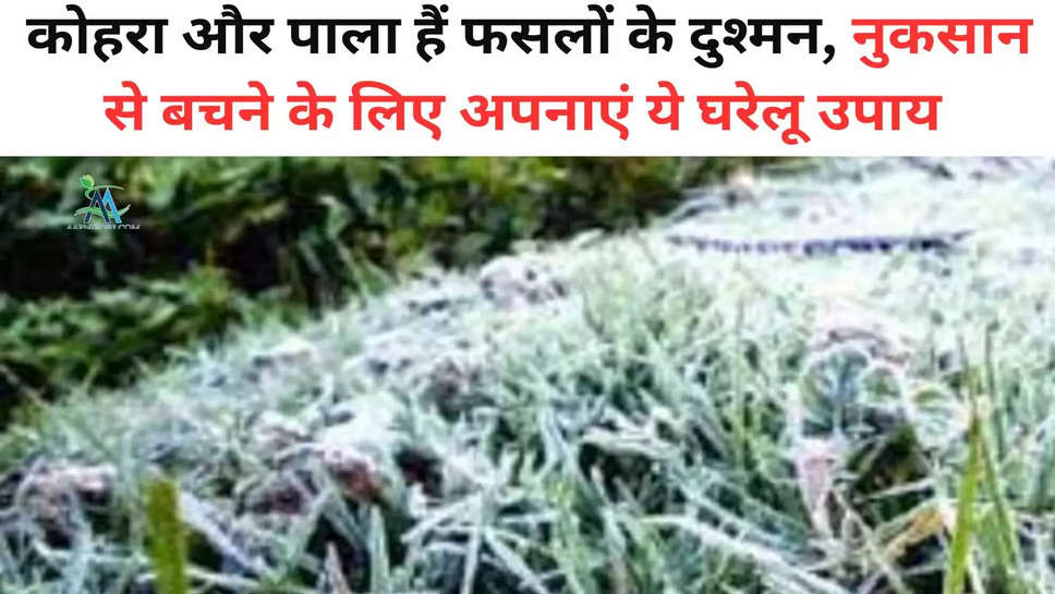  Farming News: कोहरा और पाला हैं फसलों के दुश्मन, नुकसान से बचने के लिए अपनाएं ये घरेलू उपाय