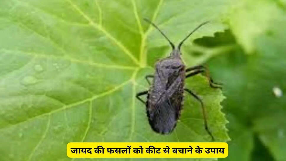 जायद की फसलों को कीट से बचाने के उपाय