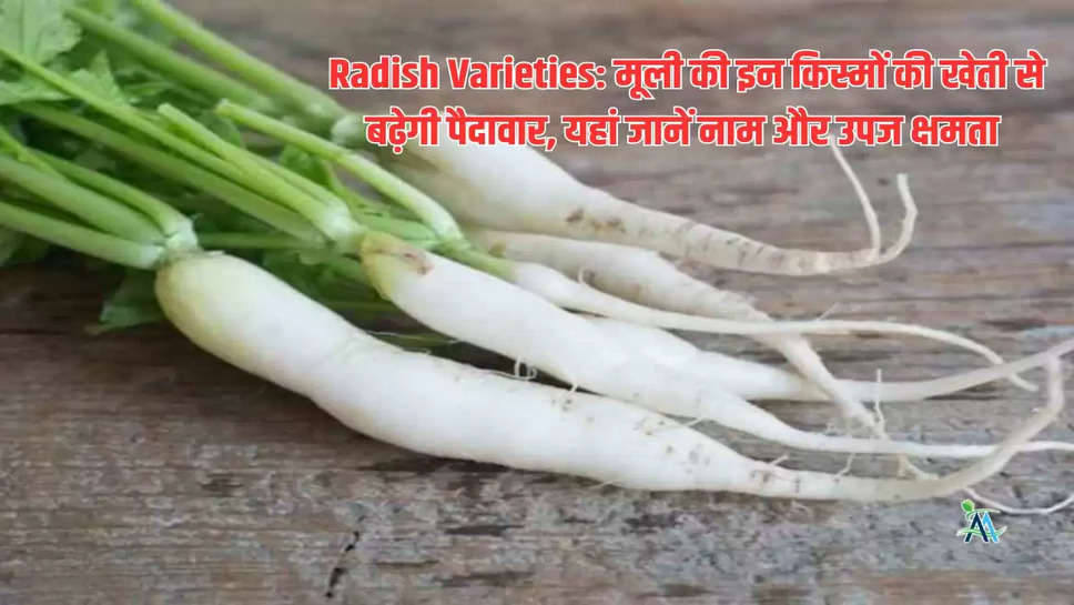  Radish Varieties: मूली की इन किस्मों की खेती से बढ़ेगी पैदावार, यहां जानें नाम और उपज क्षमता