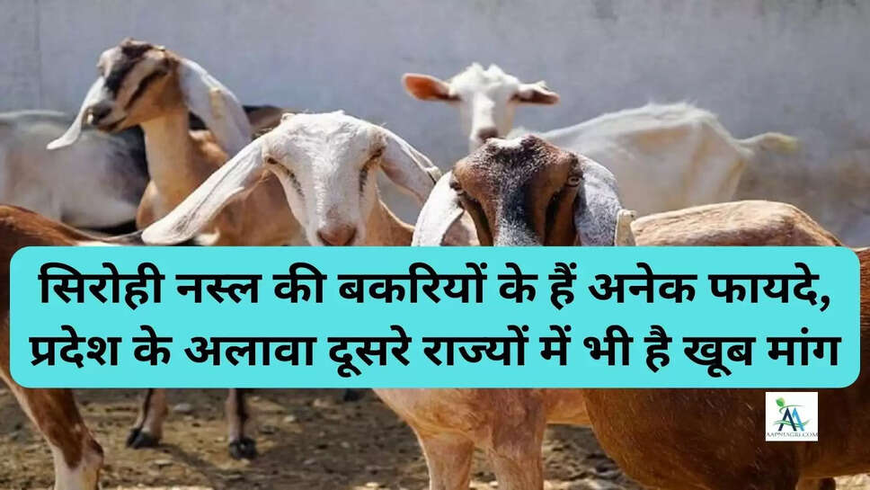 सिरोही नस्ल की बकरियों के हैं अनेक फायदे, प्रदेश के अलावा दूसरे राज्यों में भी है खूब मांग