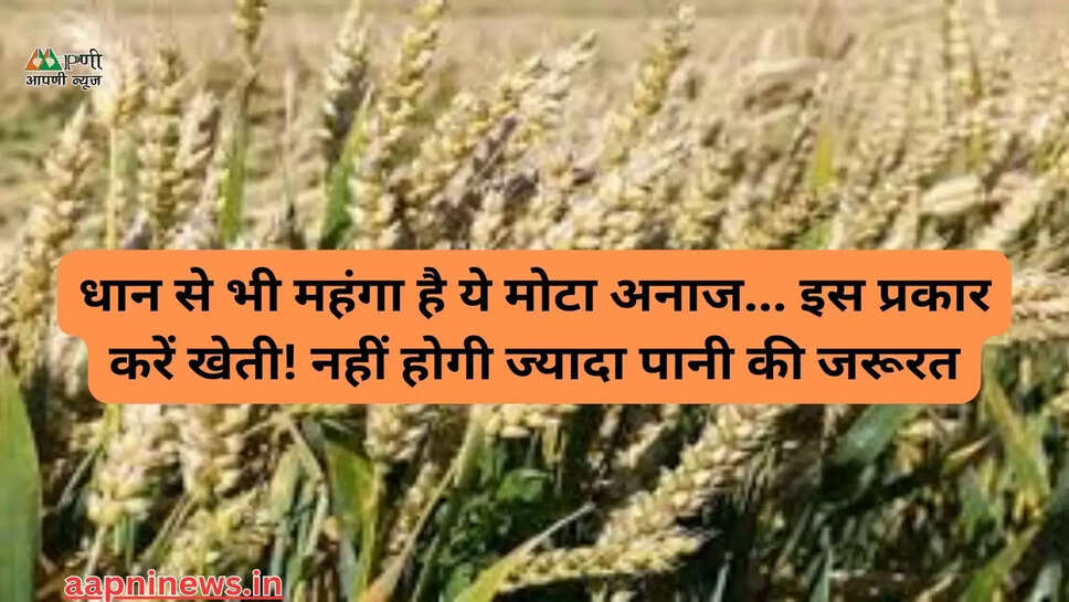 धान से भी महंगा है ये मोटा अनाज... इस प्रकार करें खेती! नहीं होगी ज्यादा पानी की जरूरत
