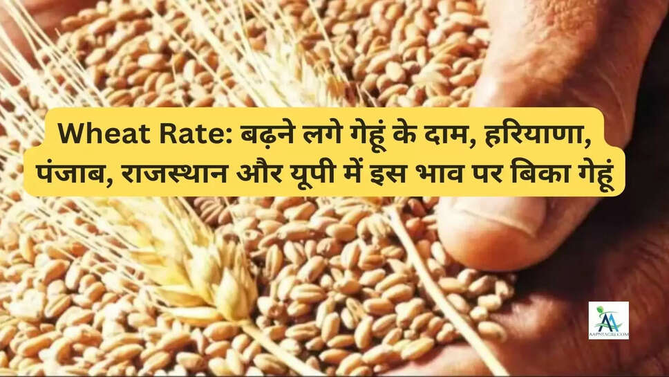 Wheat Rate: बढ़ने लगे गेहूं के दाम, हरियाणा, पंजाब, राजस्थान और यूपी में इस भाव पर बिका गेहूं