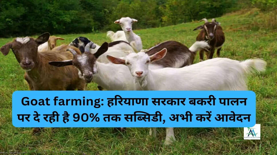 Goat farming: हरियाणा सरकार बकरी पालन पर दे रही है 90% तक सब्सिडी, अभी करें आवेदन