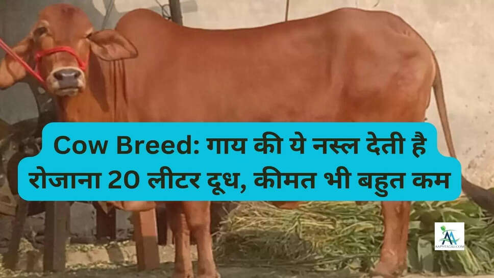 Cow Breed: गाय की ये नस्ल देती है रोजाना 20 लीटर दूध, कीमत भी बहुत कम