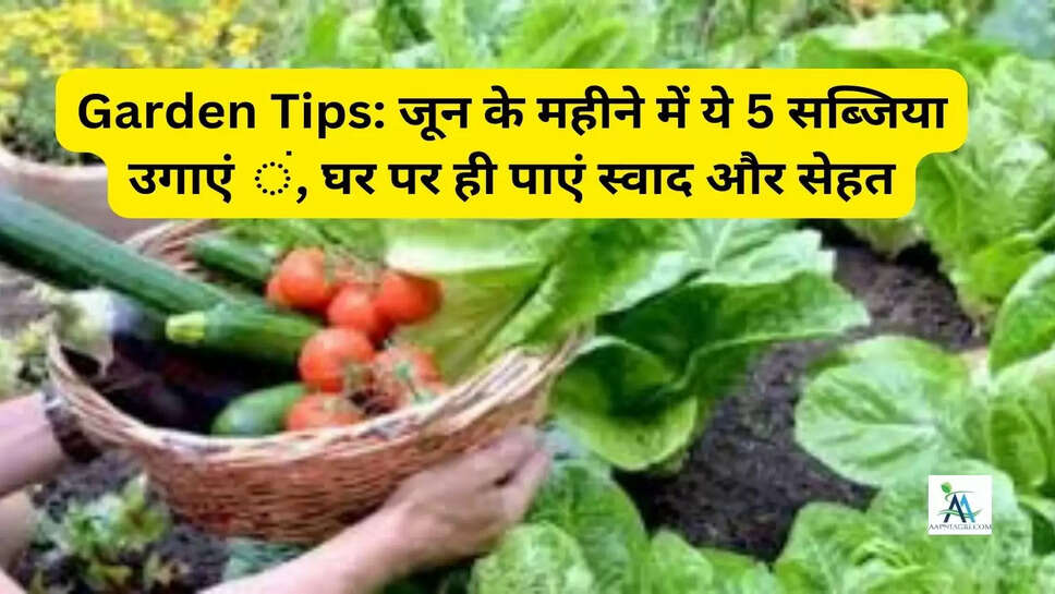 Garden Tips: जून के महीने में ये 5 सब्जिया उगाएं ं, घर पर ही पाएं स्वाद और सेहत