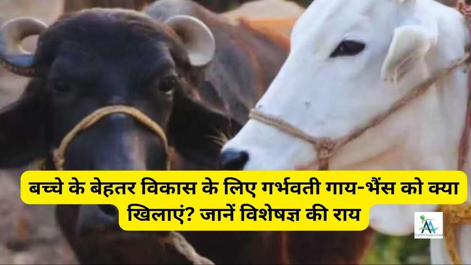 बच्चे के बेहतर विकास के लिए गर्भवती गाय-भैंस को क्या खिलाएं? जानें विशेषज्ञ की राय