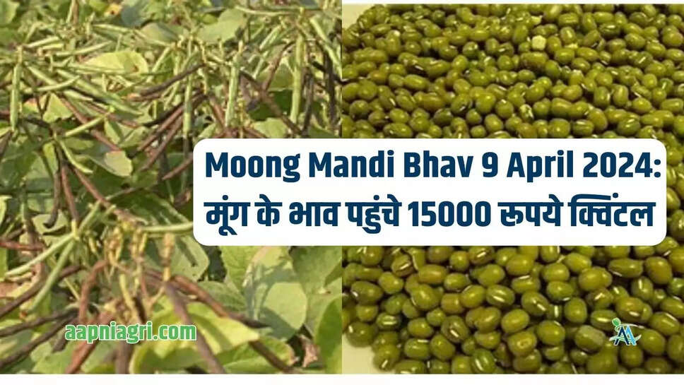  Moong Mandi Bhav 9 April 2024: मूंग के भाव पहुंचे 15000 रूपये क्विंटल