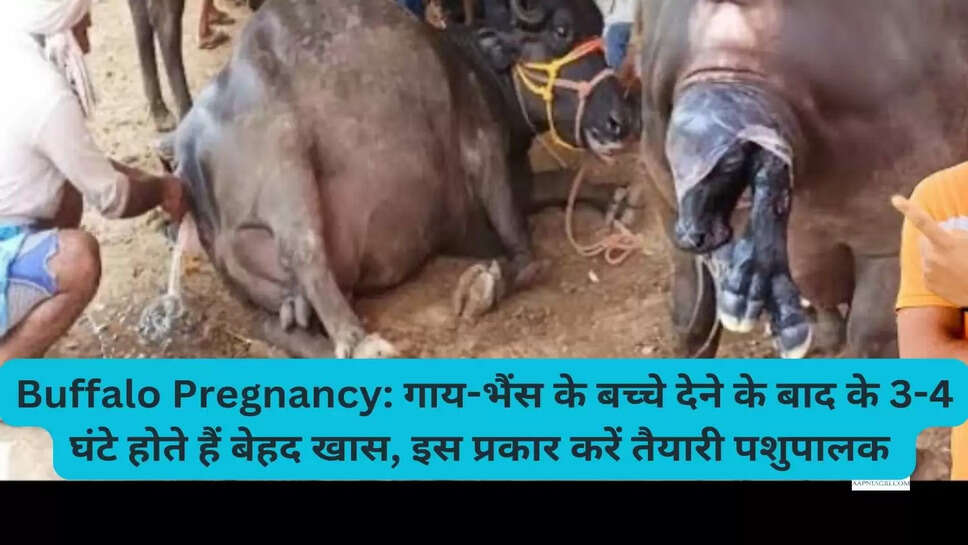 Buffalo Pregnancy: गाय-भैंस के बच्चे देने के बाद के 3-4 घंटे होते हैं बेहद खास, इस प्रकार करें तैयारी पशुपालक 