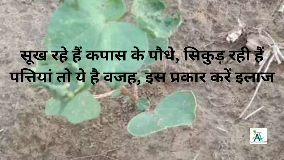 सूख रहे हैं कपास के पौधे, सिकुड़ रही हैं पत्तियां तो ये है वजह, इस प्रकार करें इलाज