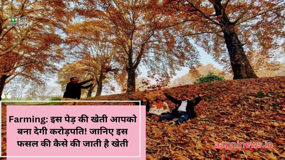 Farming: इस पेड़ की खेती आपको बना देगी करोड़पति! जानिए इस फसल की कैसे की जाती है खेती