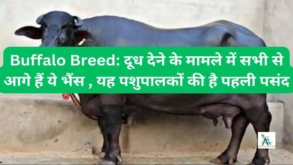 Buffalo Breed: दूध देने के मामले में सभी से आगे हैं ये भैंस , यह पशुपालकों की है पहली पसंद