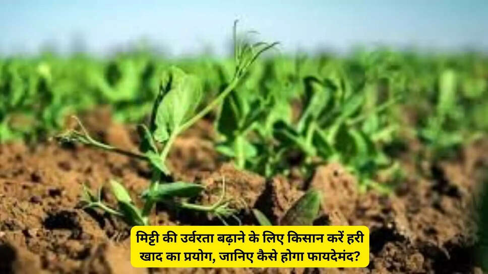 मिट्टी की उर्वरता बढ़ाने के लिए किसान करें हरी खाद का प्रयोग, जानिए कैसे होगा फायदेमंद?