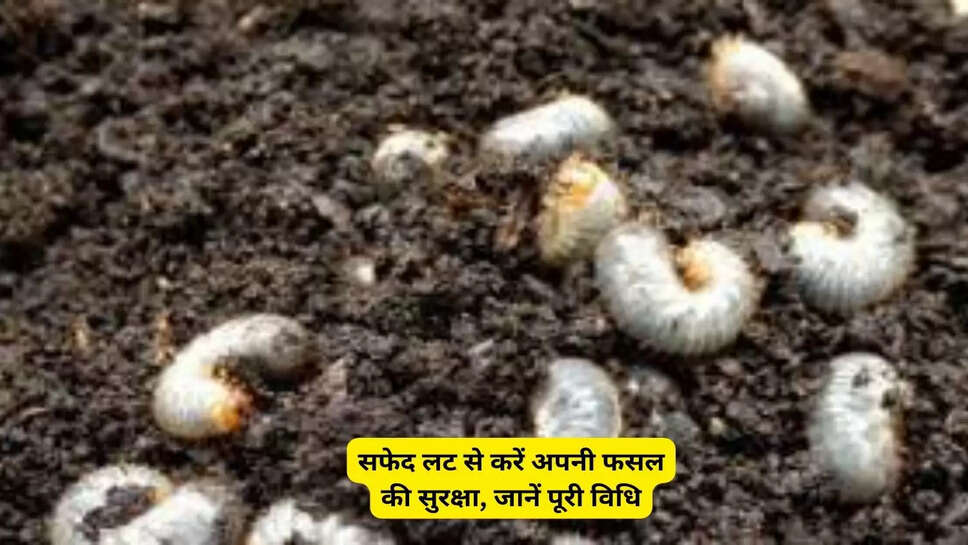 सफेद लट से करें अपनी फसल की सुरक्षा, जानें पूरी विधि