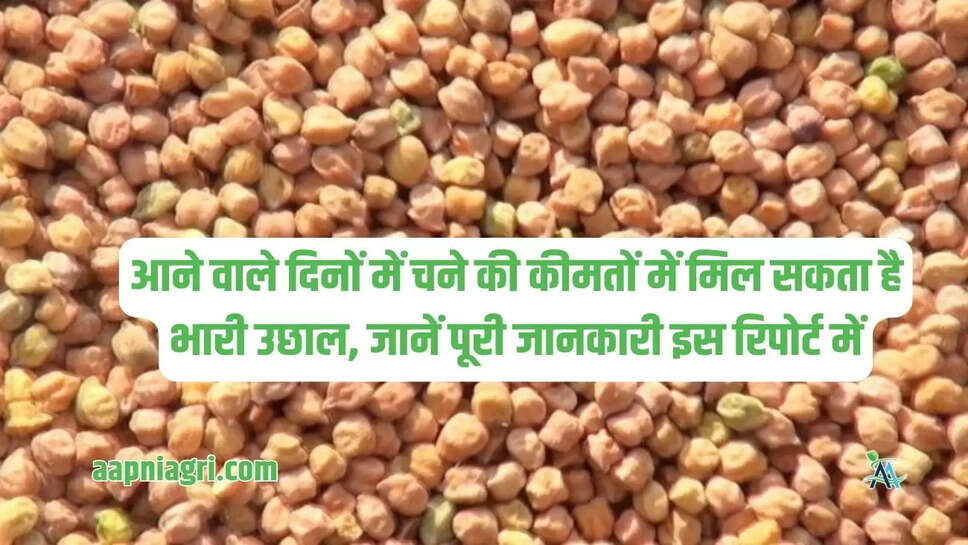 आने वाले दिनों में चने की कीमतों में मिल सकता है भारी उछाल, जानें पूरी जानकारी इस रिपोर्ट में