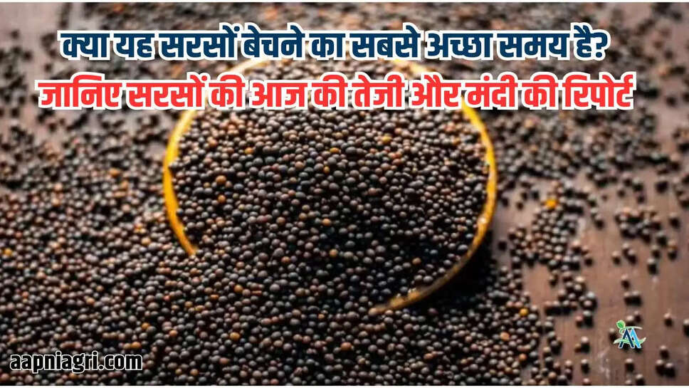 क्या यह सरसों बेचने का सबसे अच्छा समय है? जानिए सरसों की आज की तेजी और मंदी की रिपोर्ट