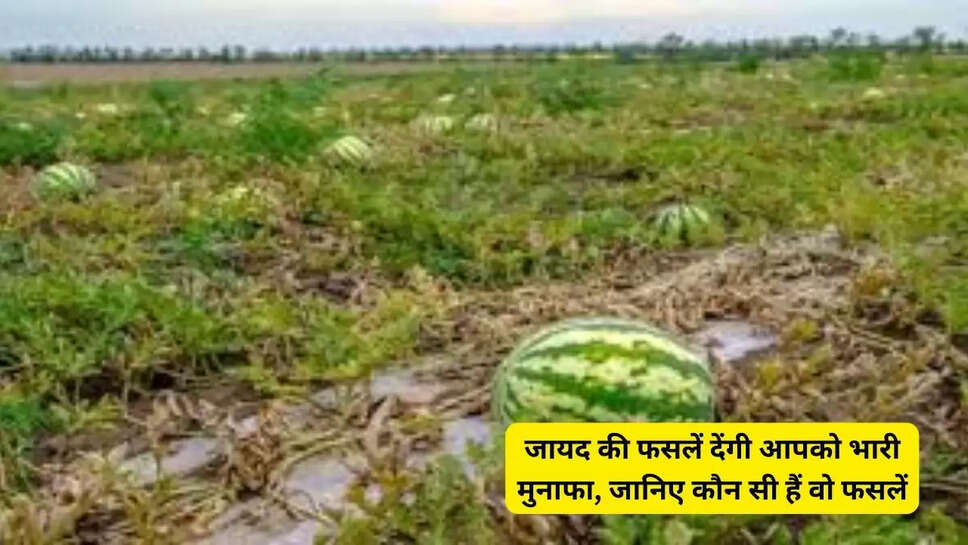 जायद की फसलें देंगी आपको भारी मुनाफा, जानिए कौन सी हैं वो फसलें