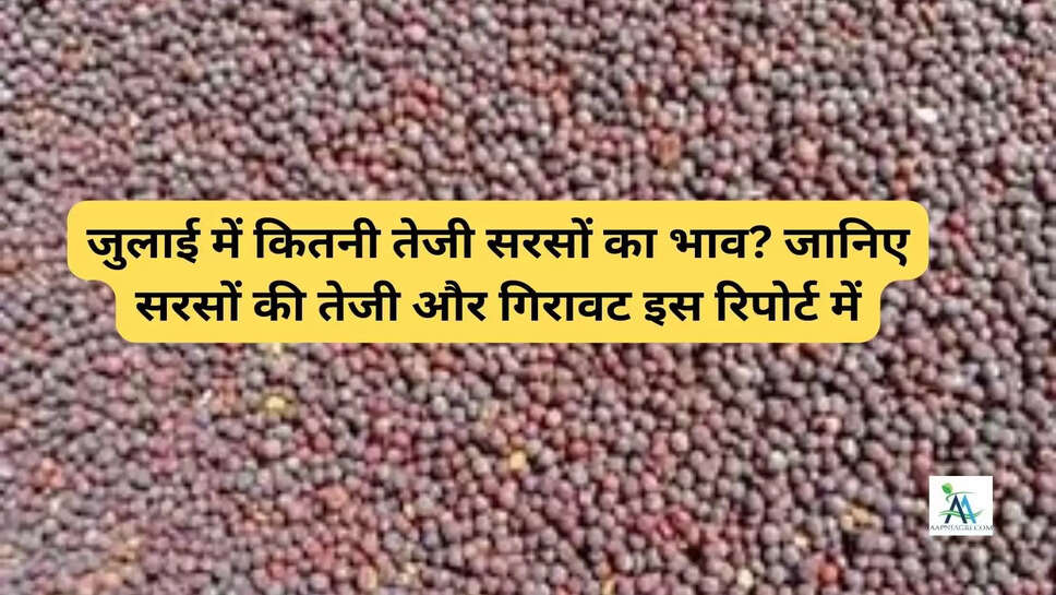 जुलाई में कितनी तेजी सरसों का भाव? जानिए सरसों की तेजी और गिरावट इस रिपोर्ट में