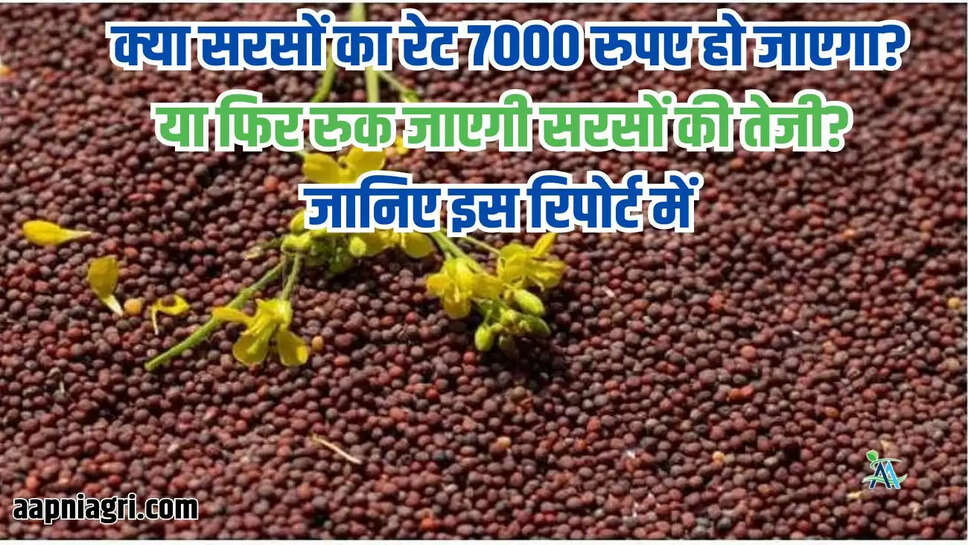  क्या सरसों का रेट 7000 रुपए हो जाएगा? या फिर रुक जाएगी सरसों की तेजी? जानिए इस रिपोर्ट में 