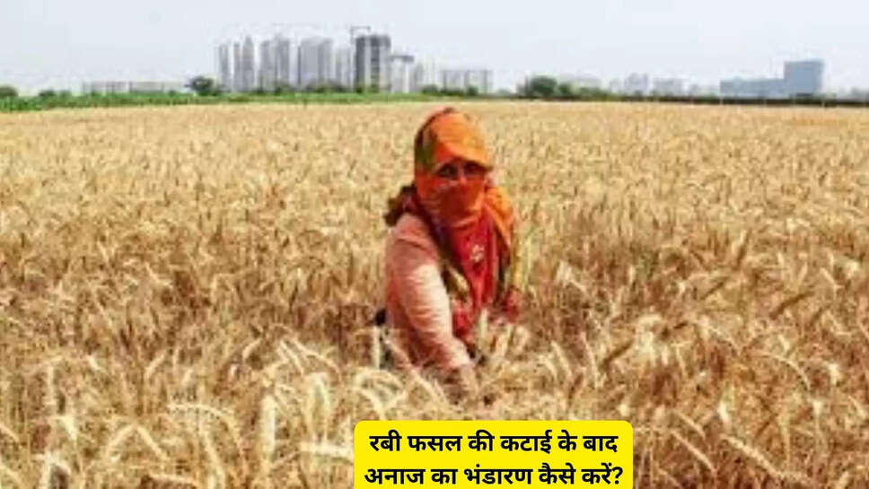 रबी फसल की कटाई के बाद अनाज का भंडारण कैसे करें?