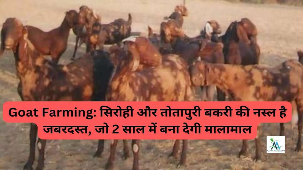 Goat Farming: सिरोही और तोतापुरी बकरी की नस्ल है जबरदस्त, जो 2 साल में बना देगी मालामाल