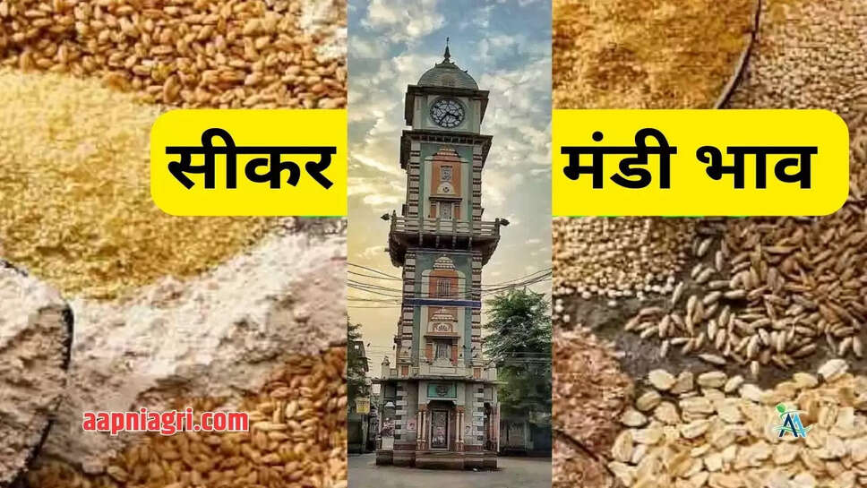 Sikar Mandi Bhav Aapni Agri