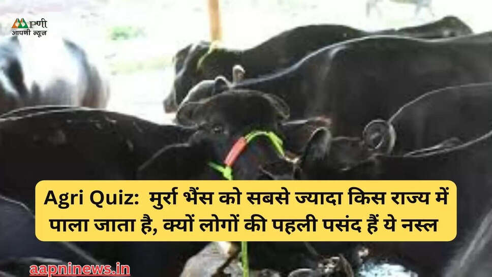 Agri Quiz:  मुर्रा भैंस को सबसे ज्यादा किस राज्य में पाला जाता है, क्यों लोगों की पहली पसंद हैं ये नस्ल 