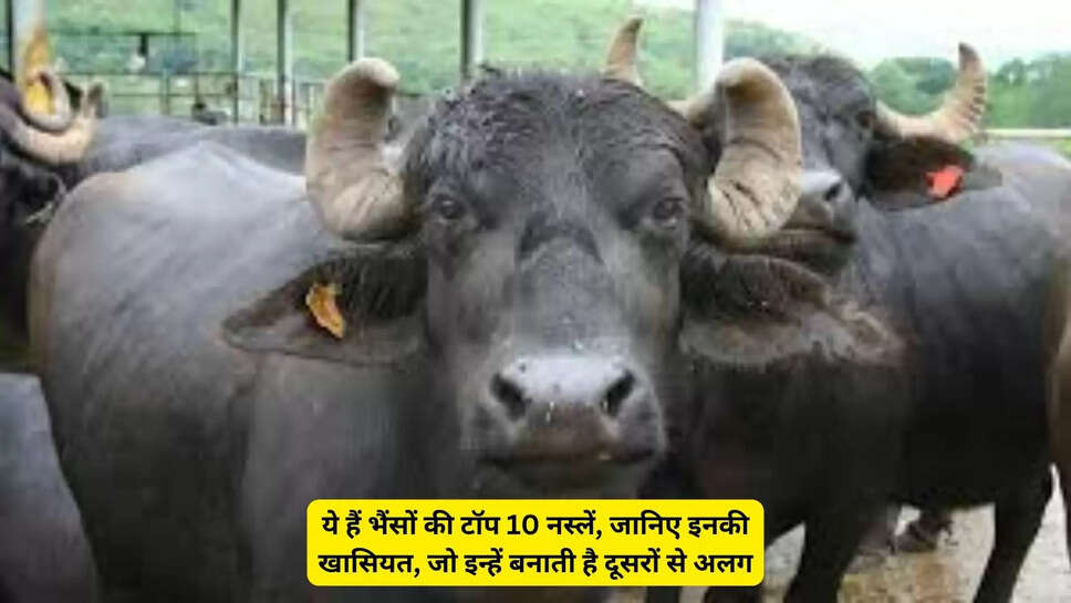 Aapni Agri