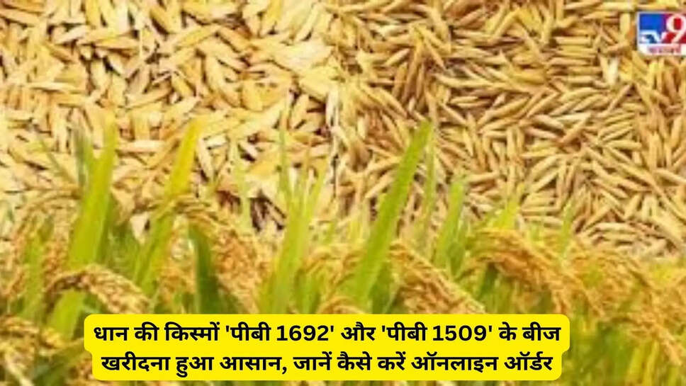 धान की किस्मों 'पीबी 1692' और 'पीबी 1509' के बीज खरीदना हुआ आसान, जानें कैसे करें ऑनलाइन ऑर्डर