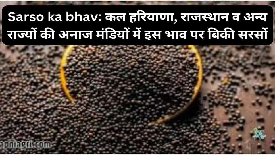 Sarso ka bhav: कल हरियाणा, राजस्थान व अन्य राज्यों की अनाज मंडियों में इस भाव पर बिकी सरसों