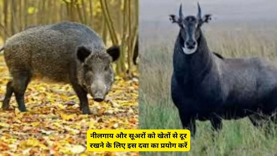 नीलगाय और सूअरों को खेतों से दूर रखने के लिए इस दवा का प्रयोग करें