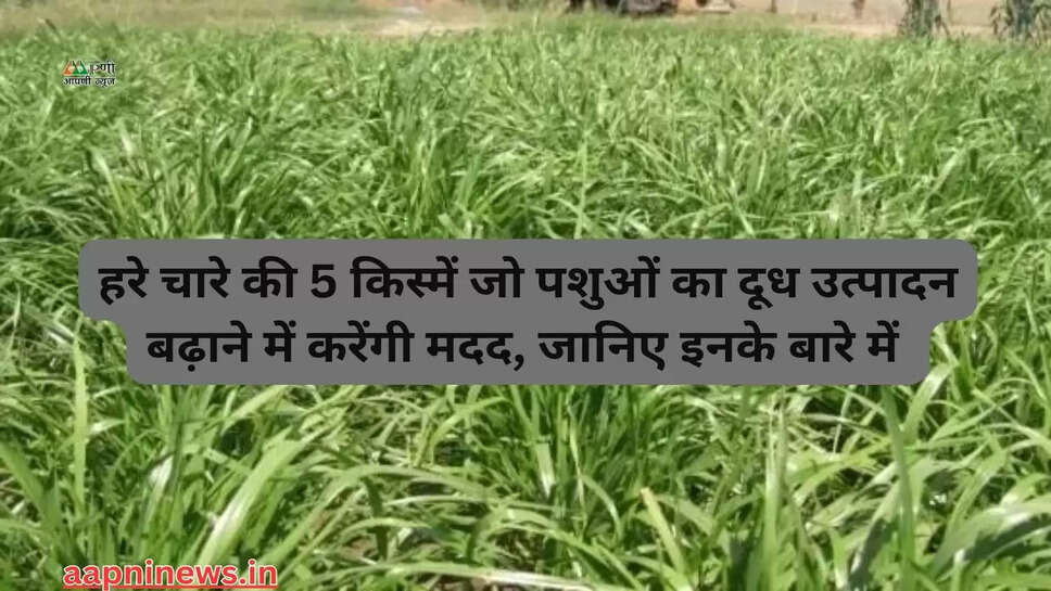 हरे चारे की 5 किस्में जो पशुओं का दूध उत्पादन बढ़ाने में करेंगी मदद, जानिए इनके बारे में 