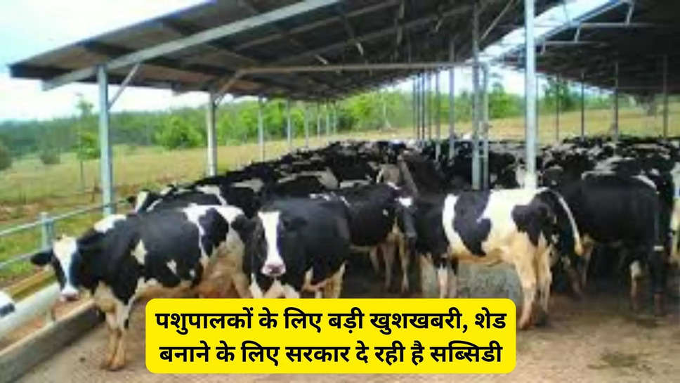 पशुपालकों के लिए बड़ी खुशखबरी, शेड बनाने के लिए सरकार दे रही है सब्सिडी