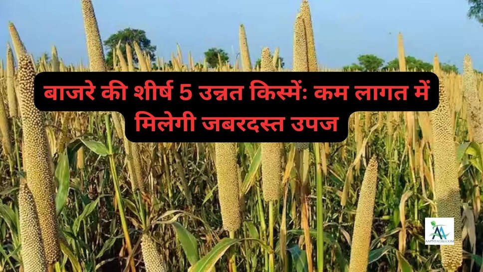 बाजरे की शीर्ष 5 उन्नत किस्मेंः कम लागत में मिलेगी जबरदस्त उपज