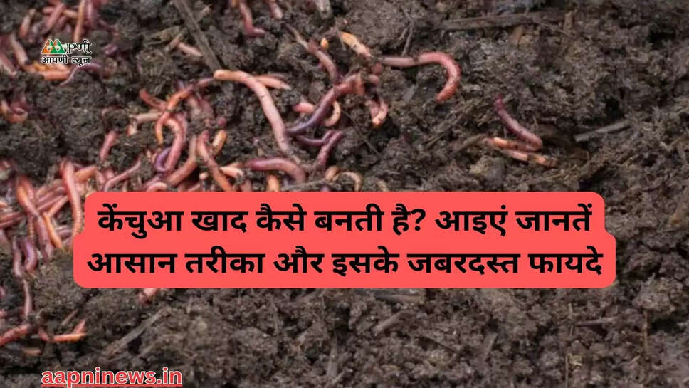 केंचुआ खाद कैसे बनती है? आइएं जानतें आसान तरीका और इसके जबरदस्त फायदे
